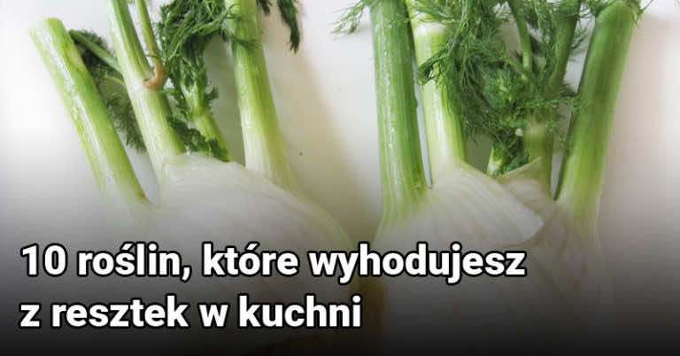 10 roślin, które wyhodujesz z resztek w kuchni