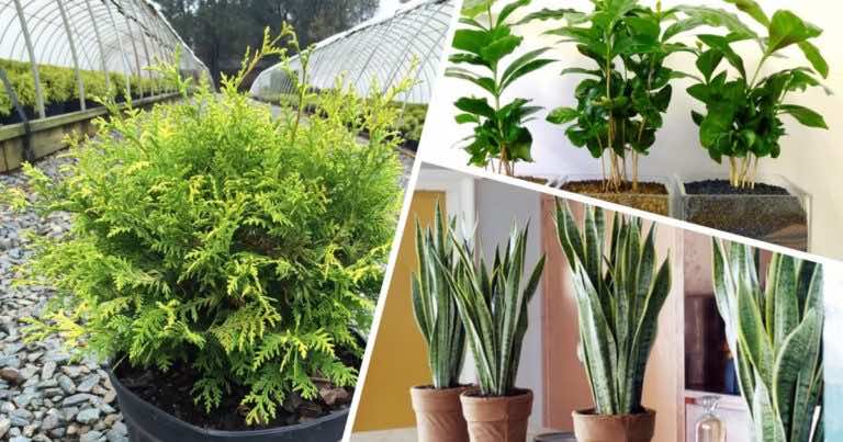 10 roślin, które warto mieć w domu bo tworzą idealny mikroklimat dla zdrowia