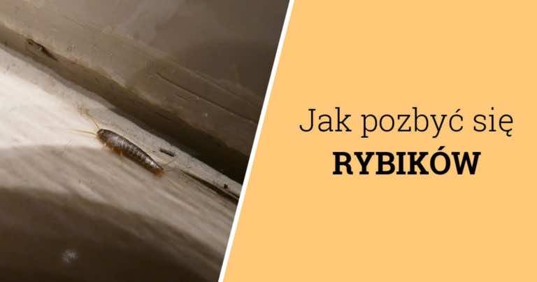 Jak pozbyć się rybików?