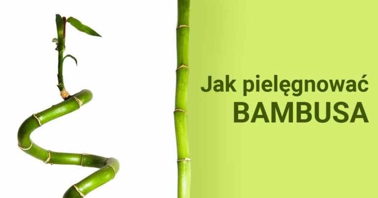 Jak pielęgnować bambusa?