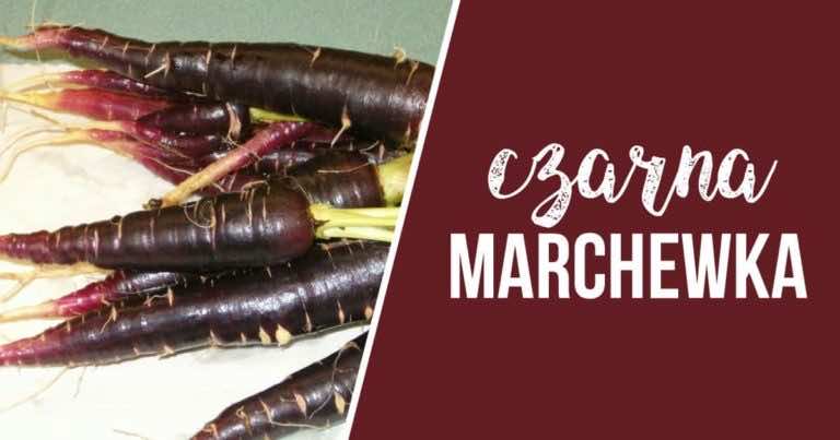 Czarna marchewka – wartości, przepisy, przygotowanie!