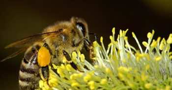 8 niesamowitych faktów o pszczołach, których na pewno nie znaliście