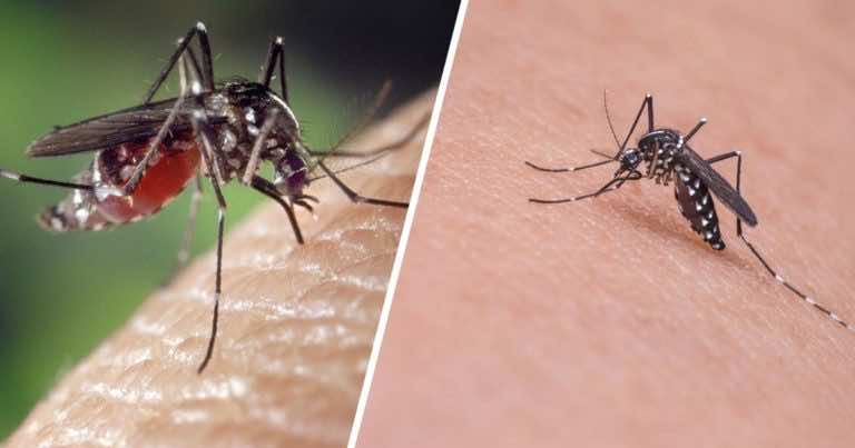 Naturalny sposób, który pomoże Ci odpędzić się od komarów