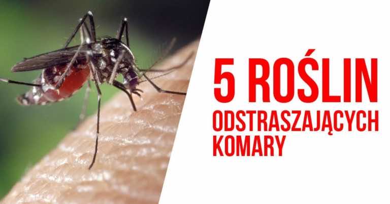 5 roślin, które odstraszą komary