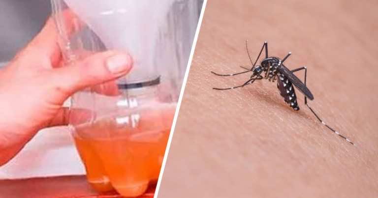 Najlepsza domowa pułapka na komary