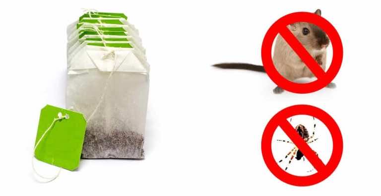 Chcesz się pozbyć myszy i pająków? Wystarczy torebka herbaty!