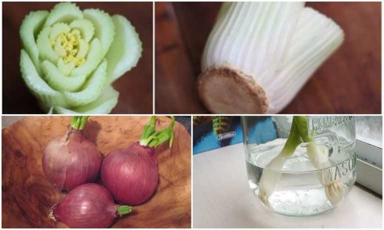 Jeśli je zjesz nie wyrzucaj tego co pozostanie. Z resztek możesz wyhodować nowe owoce i warzywa!