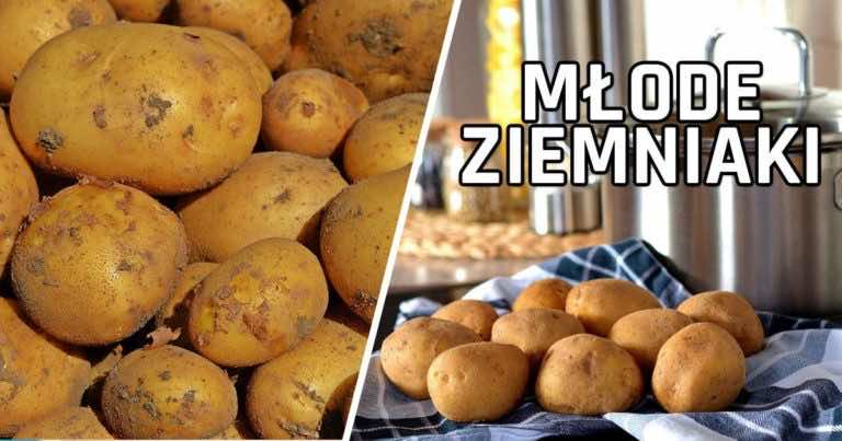 Jedna rzecz o młodych ziemniakach, której nie wiedziałaś