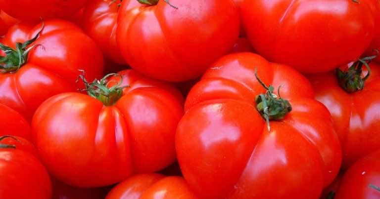 Czy pomidor to owoc czy warzywo?