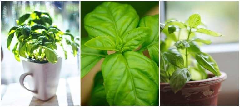 Co zrobić aby bazylia z marketu utrzymała się długo i dalej rosła?