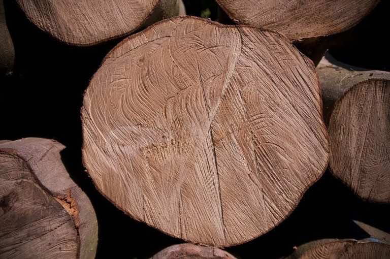 Wycięcie drzewa na własnej działce znów jest trudniejsze