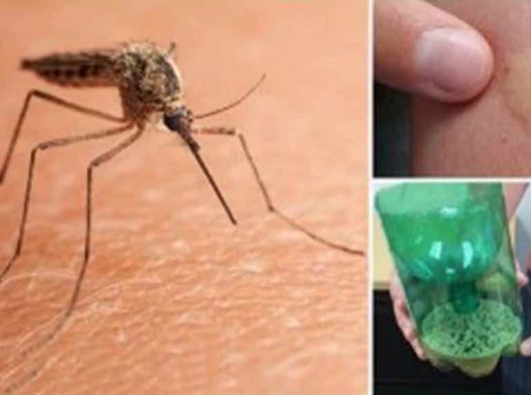 Umieść tę butelkę w ogrodzie, a pozbędziesz się wkurzających komarów!