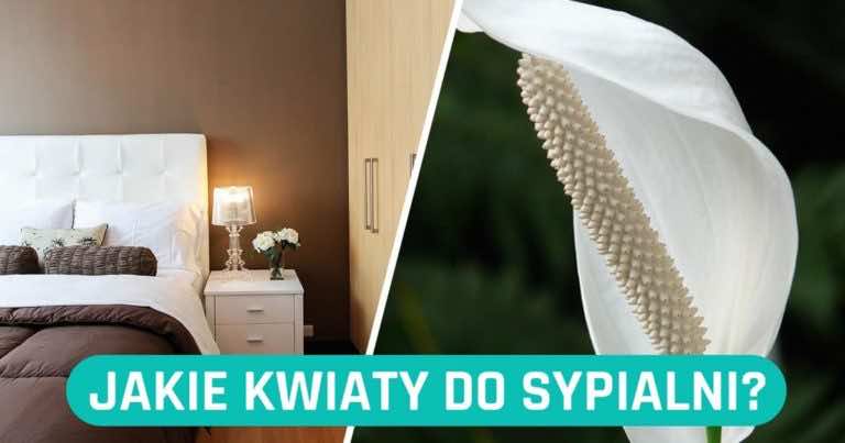 Najlepsze kwiaty do sypialni, jakie wybrać?