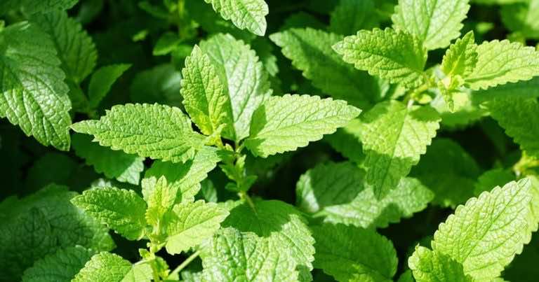 5 porad aby Twoja mięta rosła lepiej