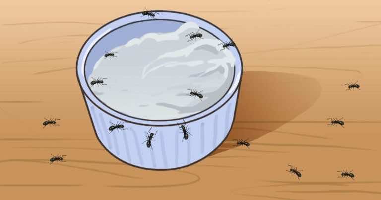 Jak pozbyć się mrówek – 3 skuteczne domowe sposoby!