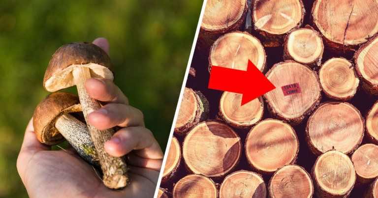 Jeśli zgubisz się podczas zbierania grzybów wykorzystaj te triki!