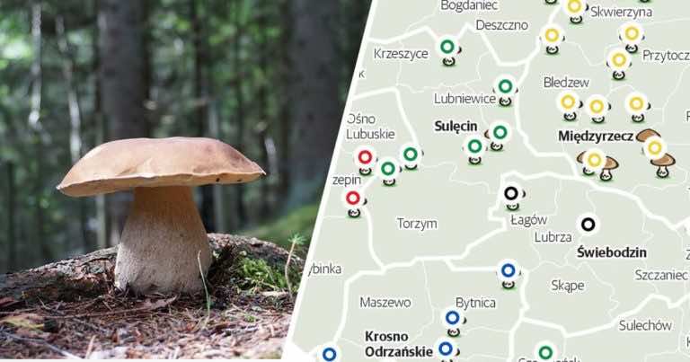 Jakie grzyby zbierać i jak to robić?