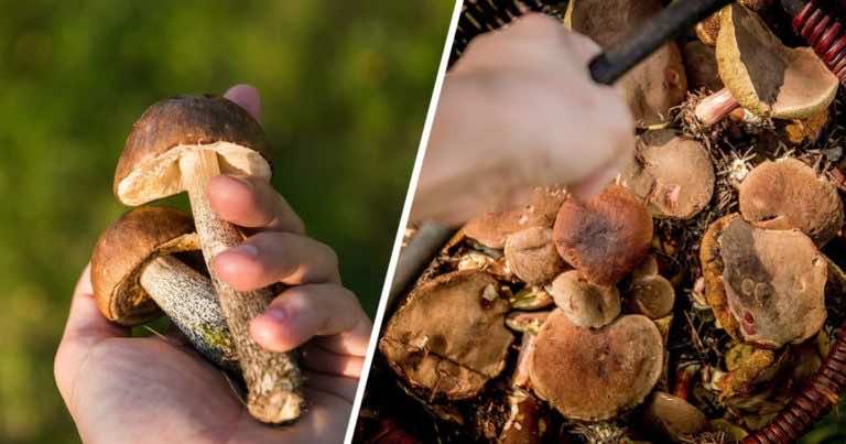 Ile grzybów najwięcej udało Ci się zebrać w jeden dzień? Jemu 207 kg!