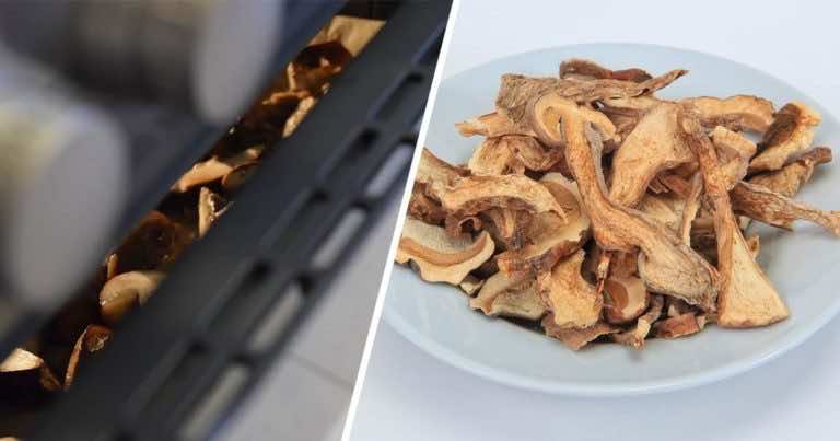 Czy grzyby przed suszeniem trzeba myć?