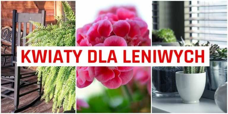 5 roślin do domu dla leniwych – tanie i łatwe w utrzymaniu