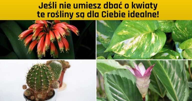 Jeśli nie umiesz dbać o kwiaty te rośliny są dla Ciebie idealne!