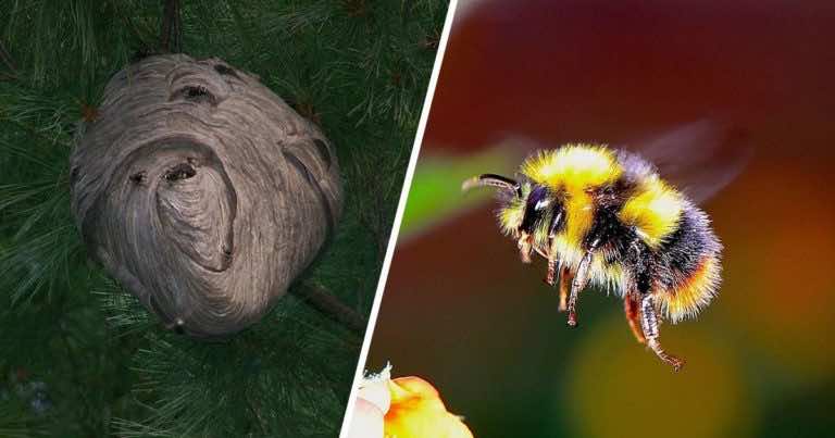 Jak usunąć gniazdo szerszeni – PORADNIK!