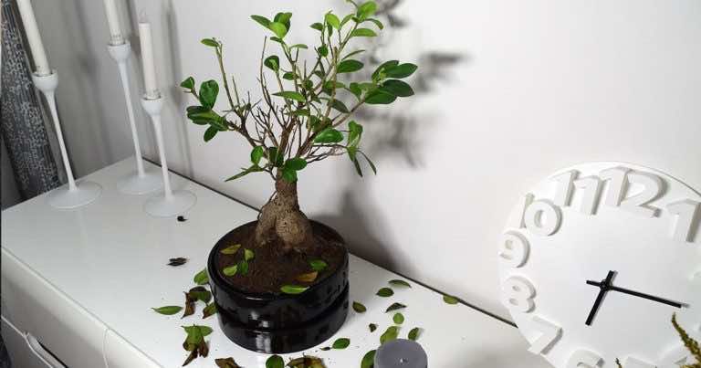 Dlaczego fikus gubi liście — CO ROBIĆ, GDY FIKUS TRACI LIŚCIE