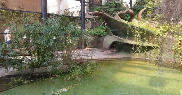 Afrykarium Wrocław – jak kupić bilet przez Internet?