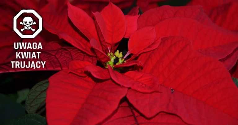 Kupujesz gwiazdę betlejemską na święta? Czy wiesz, że jest ona trująca?