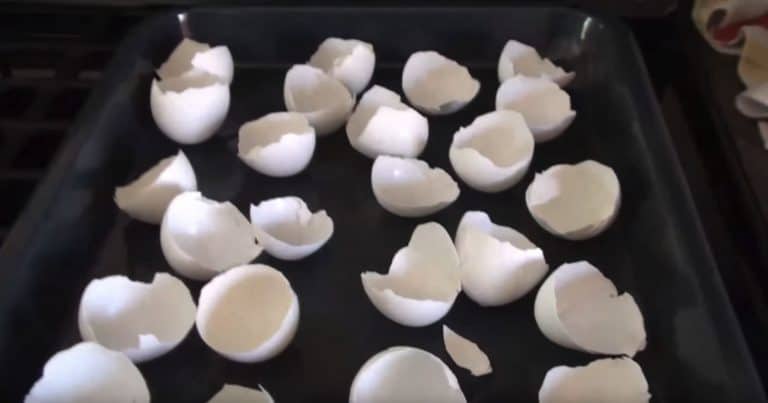 Jak zrobić proszek ze skorupek od jajek i jak go