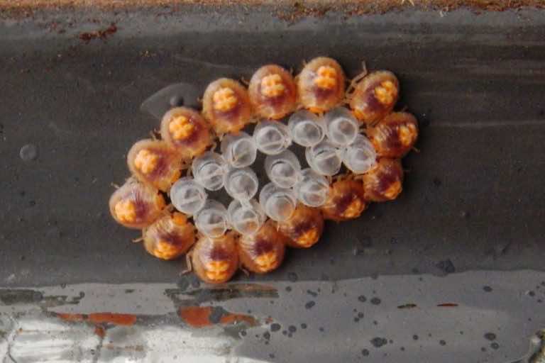 Jak skutecznie pozbyć się pluskwy domowej?