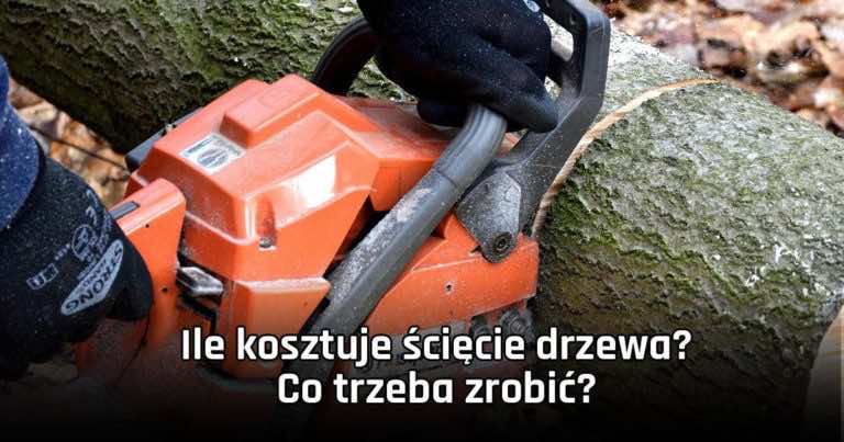 Ile kosztuje ścięcie drzewa? Cena wycinki drzewa na 2018 rok.