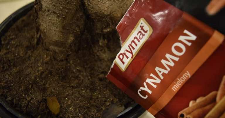 Posypałam ziemię w doniczce cynamonem – musisz dowiedzieć się dlaczego i zapamiętać ten trik!