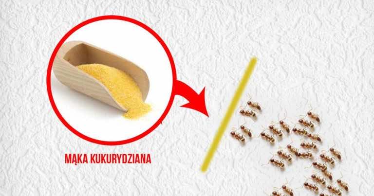 3 skuteczne sposoby jak pozbyć się insektów z domu!