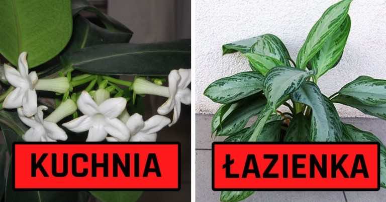 10 roślin idealnych do każdego z pomieszczeń w Twoim domu!