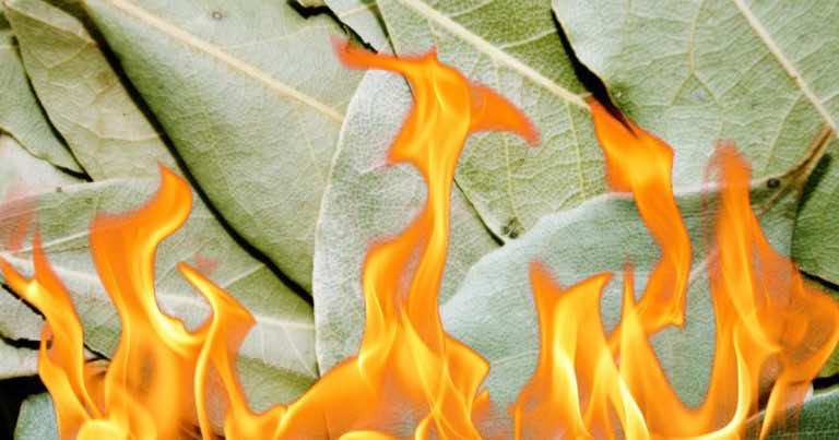 Podpal kilka liści laurowych i pozostaw w popielniczce. Zobacz dlaczego ludzie zaczęli tak robić.