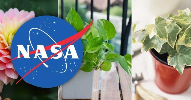 Badacze z NASA wytypowali 15 roślin, które najlepiej oczyszczają powietrze w domu