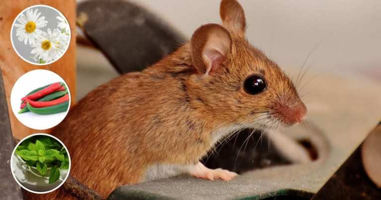 3 sposoby, dzięki którym myszy nie będą zaglądać do Twojego domu!