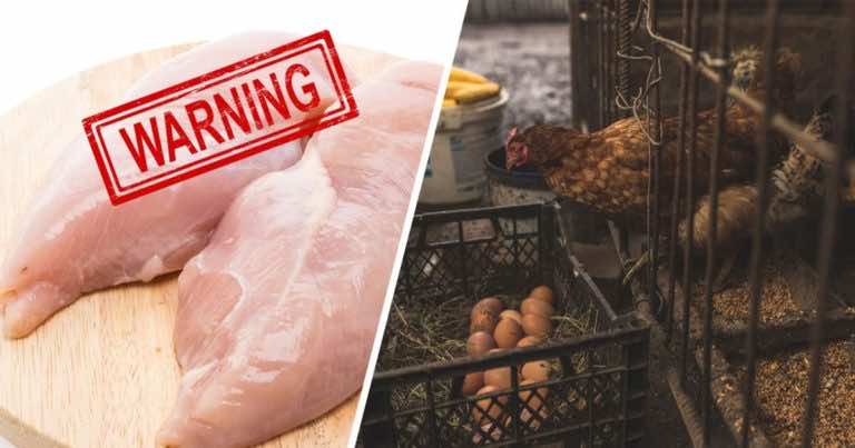 Raport NIK jest alarmujący. Zwierzęta są faszerowane antybiotykami. Czy możemy kupić jeszcze dobre mięso?