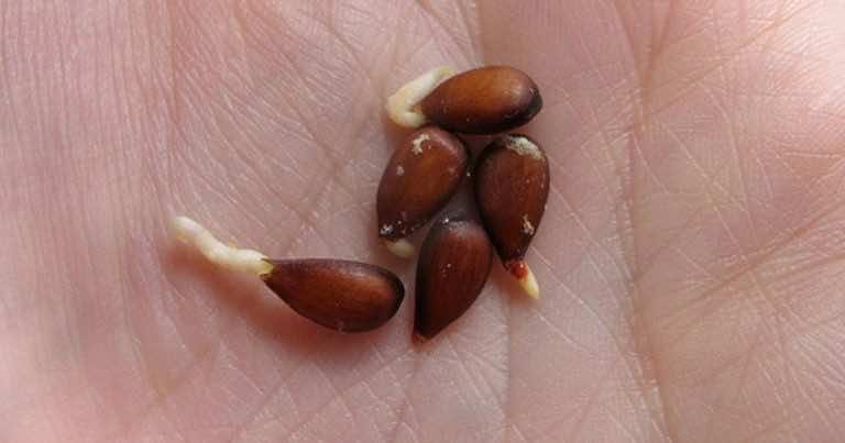 Właściwości tych nasion są tak silne, że koncerny farmaceutyczne wolałyby abyście ich nie znali