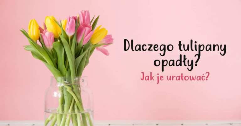 Magiczny trik, dzięki któremu tulipany będą zawsze stały i nigdy nie opadną!
