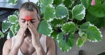 Ta roślina w domu wyleczy Cię z bólów zatok i oczyści powietrze z alergenów