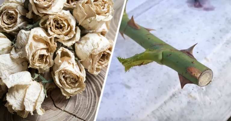 Gdy róże zwiędną nie wyrzucaj łodyg! Wykorzystaj ten trik w swoim ogrodzie!