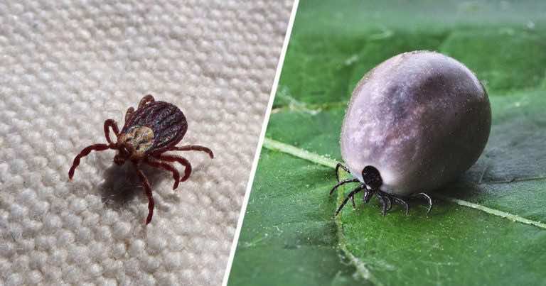 Dlaczego kleszcze gryzą niektórych częściej, a innych rzadziej?