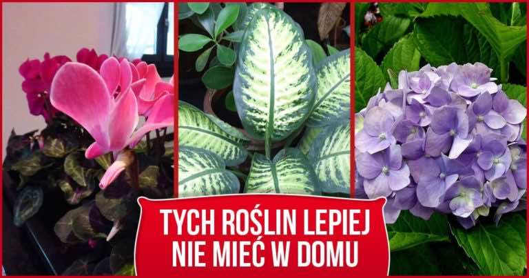 Tych kwiatów lepiej nie uprawiać w domu. Wydzielają truciznę i są silnie alergiczne!