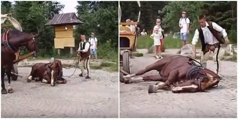 Ten film pokazuje dlaczego nigdy nie jeżdżę bryczkami na wczasach w górach!