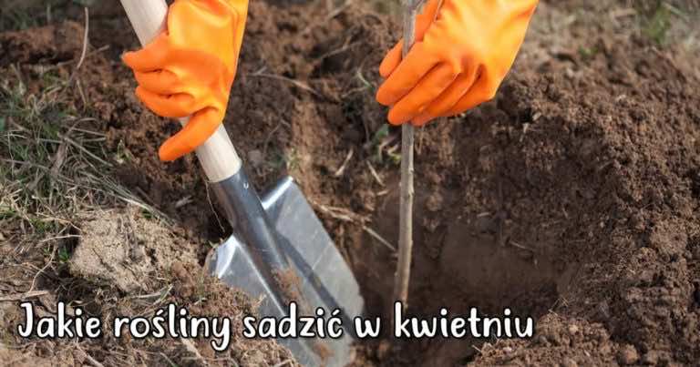 Jakie rośliny można sadzić w kwietniu w ogrodzie