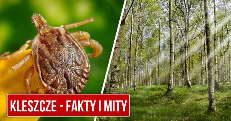 Najczęściej powtarzane MITY na temat KLESZCZY