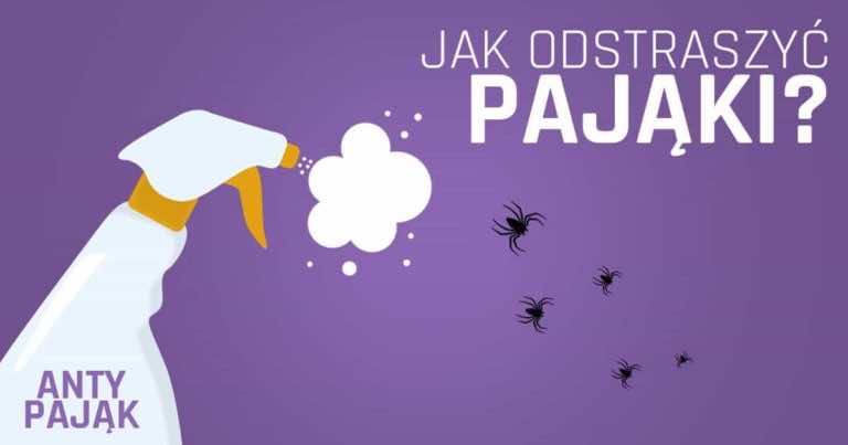 5 rzeczy, które pomogą Ci się pozbyć pająków z domu!