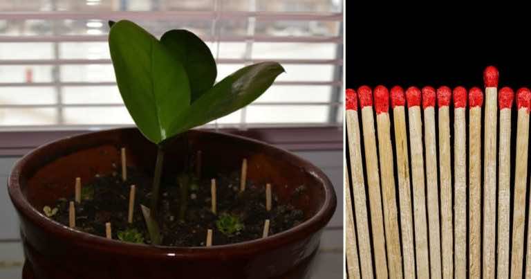 Włożyła zapałki do doniczki – zobacz dlaczego, a na pewno wykorzystasz ten trik!